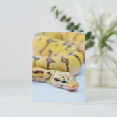 Carte Postale Python noir et jaune 2 (Debout devant)
