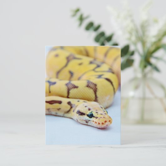 Carte Postale Python noir et jaune 2 (Debout devant)