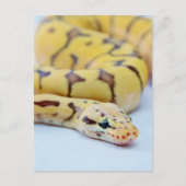 Carte Postale Python noir et jaune 2 (Devant)