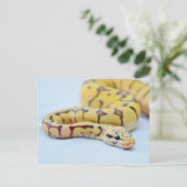 Carte Postale Python noir et jaune 2 (Debout devant)