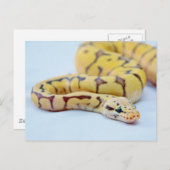 Carte Postale Python noir et jaune 2 (Devant / Derrière)