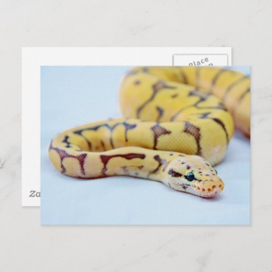 Carte Postale Python noir et jaune 2 (Devant / Derrière)