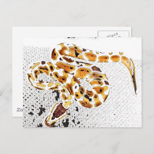 Carte Postale Python royal (Devant / Derrière)