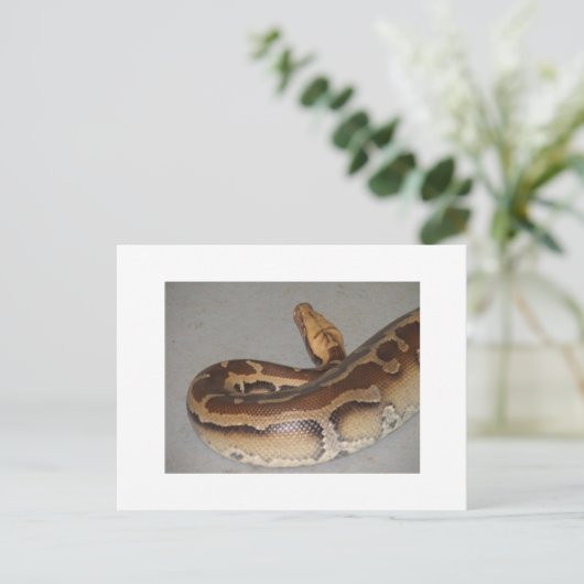 Carte Postale Python sanguin (Debout devant)