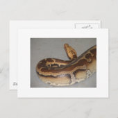 Carte Postale Python sanguin (Devant / Derrière)