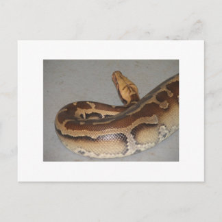 Carte Postale Python sanguin