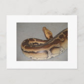 Carte Postale Python sanguin (Devant)
