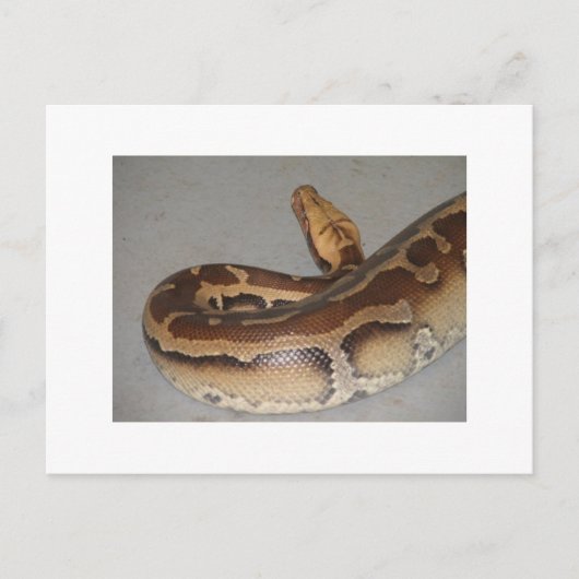 Carte Postale Python sanguin (Devant)