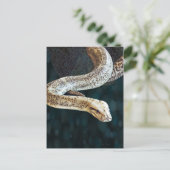 Carte Postale Python Snake (Debout devant)