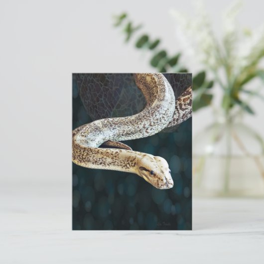 Carte Postale Python Snake (Debout devant)