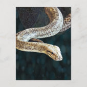 Carte Postale Python Snake (Devant)