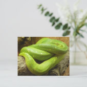 Carte Postale Python vert arboricole (Debout devant)