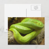 Carte Postale Python vert arboricole (Devant / Derrière)