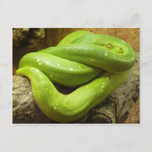 Carte Postale Python vert arboricole