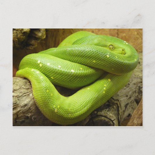 Carte Postale Python vert arboricole (Devant)