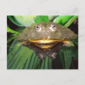 Carte Postale Pyxicephalus 2, une grenouille fouisseuse africain (Devant)