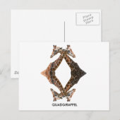 CARTE POSTALE QUADGIRAFFEL (Devant / Derrière)