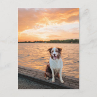 Carte Postale Quai du lac Sunset avec Border Collie rouge