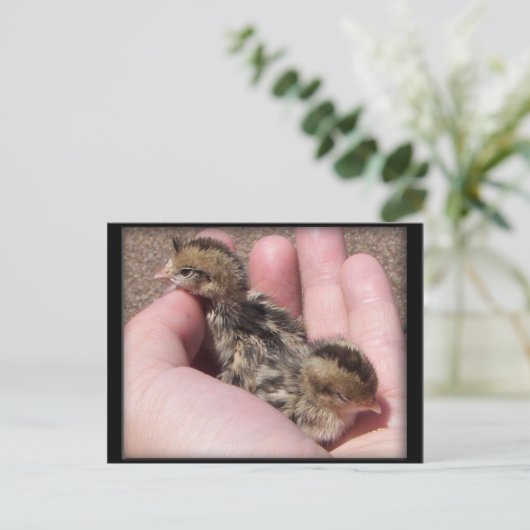 Carte Postale Quail bébé (Debout devant)