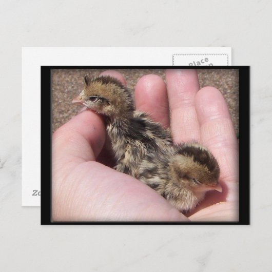 Carte Postale Quail bébé (Devant / Derrière)