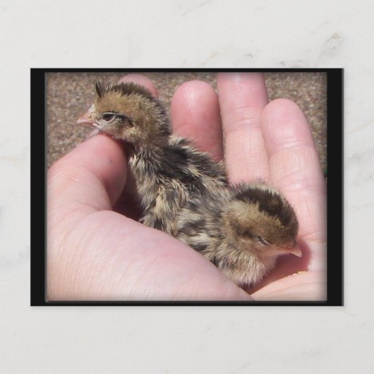 Carte Postale Quail bébé (Devant)