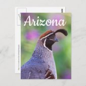 Carte Postale Quail colorée, Arizona (Devant / Derrière)