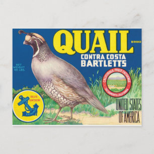 Carte Postale Quail Contra Costa Bartletts Sacramento Californie