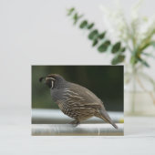 Carte Postale Quail de Californie (Debout devant)