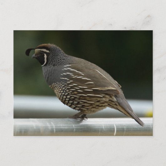 Carte Postale Quail de Californie (Devant)