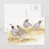 Carte Postale Quail de Californie, oiseaux, nature, faune, (Devant / Derrière)
