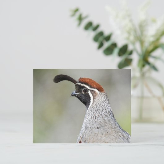 Carte postale Quail de Gambel (Debout devant)