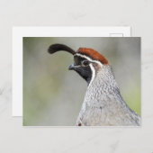 Carte postale Quail de Gambel (Devant / Derrière)