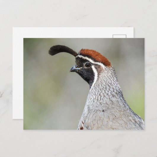 Carte postale Quail de Gambel (Devant / Derrière)
