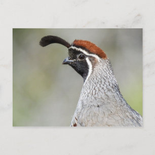 Carte postale Quail de Gambel