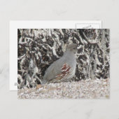 Carte postale Quail de Gambel pour les femmes (Devant / Derrière)