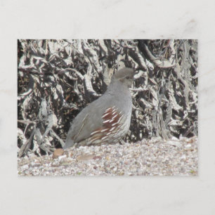 Carte postale Quail de Gambel pour les femmes