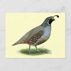 Carte Postale Quail de la Californie