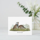 Carte Postale Quail de montagne, John Audubon (Debout devant)