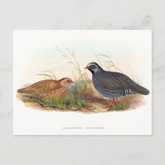 Carte Postale Quail de montagne - Oiseaux (Devant)