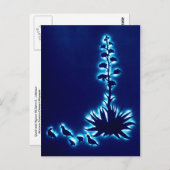 Carte Postale Quail et Agave (Devant / Derrière)