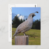 CARTE POSTALE QUAIL ON DREAM POINT (Devant / Derrière)