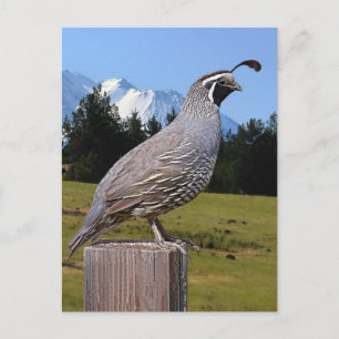 CARTE POSTALE QUAIL ON DREAM POINT