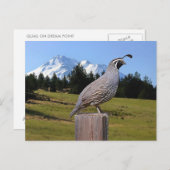 CARTE POSTALE QUAIL ON DREAM POINT (Devant / Derrière)