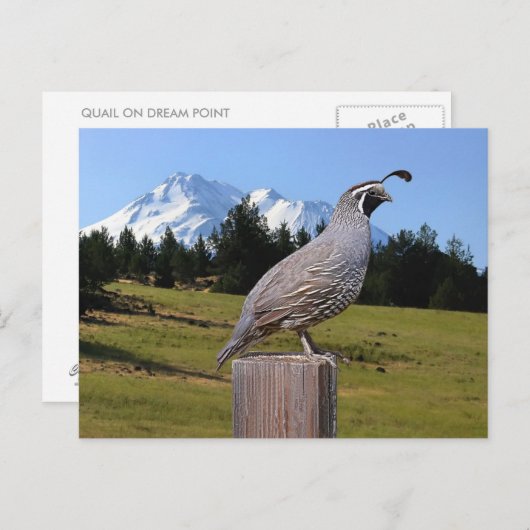 CARTE POSTALE QUAIL ON DREAM POINT (Devant / Derrière)