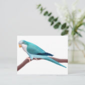 Carte postale Quaker Parakee (Debout devant)