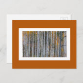 Carte Postale Quaking Aspen en automne (Devant / Derrière)