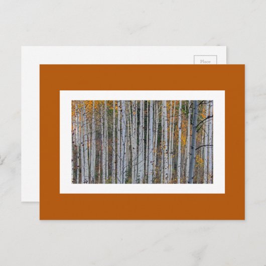 Carte Postale Quaking Aspen en automne (Devant / Derrière)