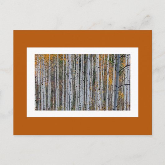 Carte Postale Quaking Aspen en automne (Devant)