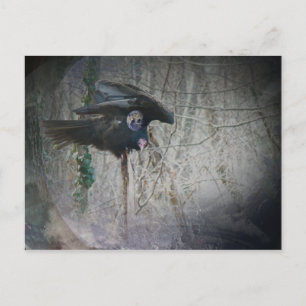 Carte Postale Quand le vautour ferme ses ailes