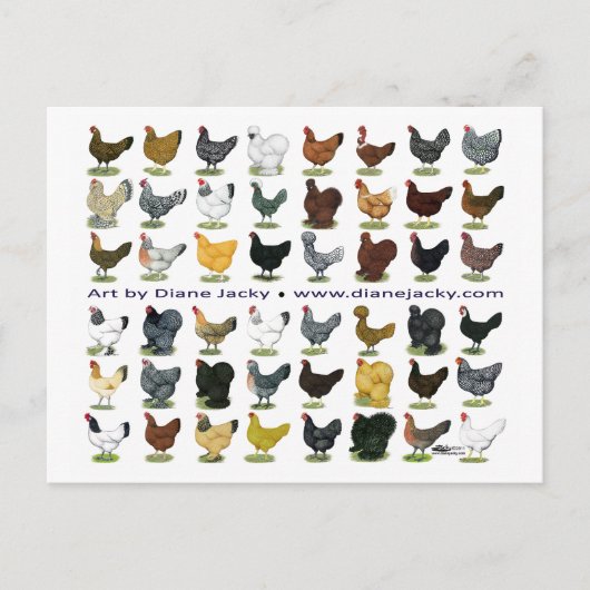 Carte Postale Quarante-huit Hen Promo (Devant)